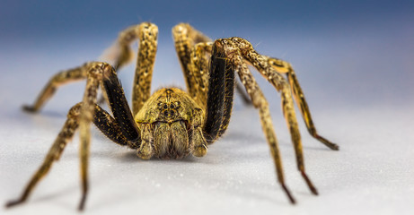 Aranha.