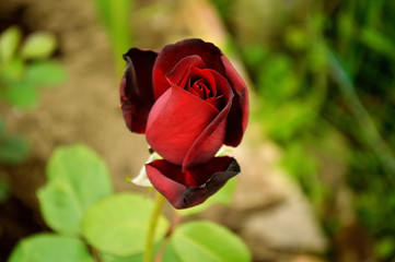 Red rose