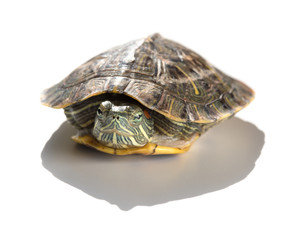 Obraz premium pet turtle red-eared slider or Trachemys scripta elegans hides its head under the shell