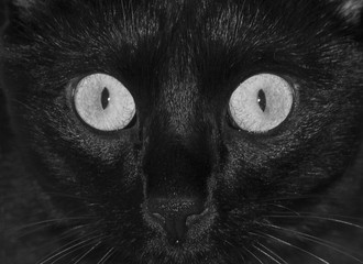 Cat black and white