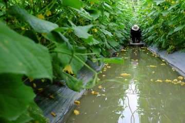 Asian farmer on cucumber farm