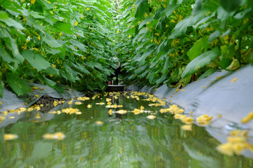 farmer harvest on cucumber field