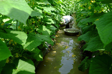 Vietnamese farmer at cucumber garden