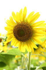 Obraz premium ひまわり