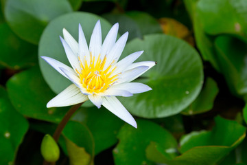 white lotus flower