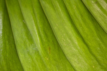 abstract image of fresh Green Palm leaves