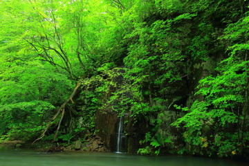 夏の奥入瀬渓流