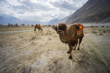 Camels for riding in Hunder sand dunes, Nubra valley, Ladakh