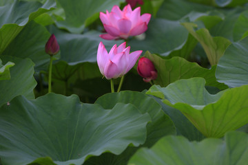lotus