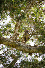 Koala in a eucalypt tree