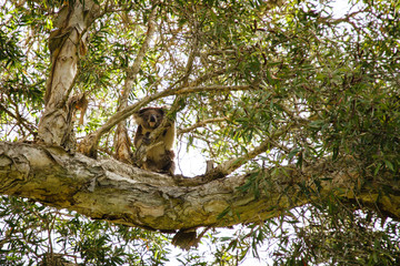 Fototapeta na wymiar Koala in a eucalypt tree