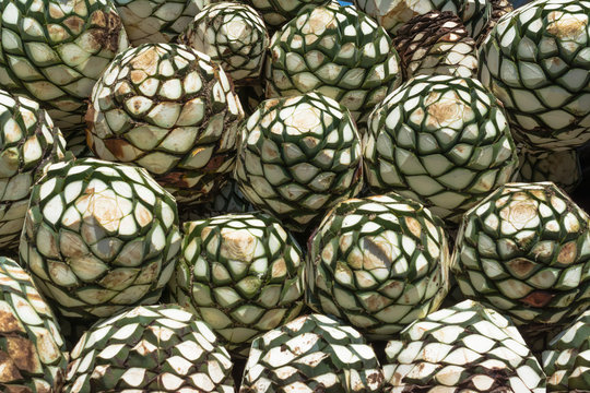 Las piezas de agaves est&aacute;n listas para hacer tequila.
