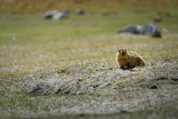 A marmot look around cautiously before enter its nest, Ladakh, India