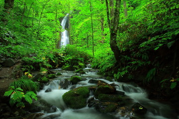 夏の奥入瀬渓流