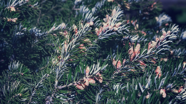 Background of Fir Branches With Cones