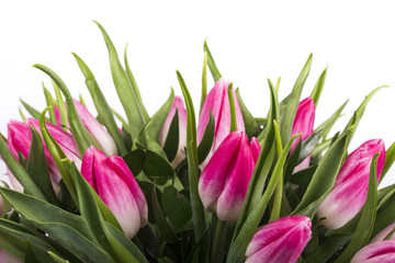 Beautiful bouquet of pink tulips at white background isolated, mother's Day