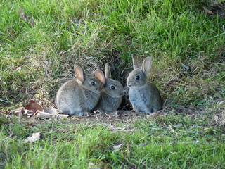 bunnies