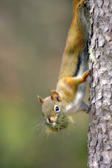 Red Squirrel looking down from tree, holding nesting material in mouth.