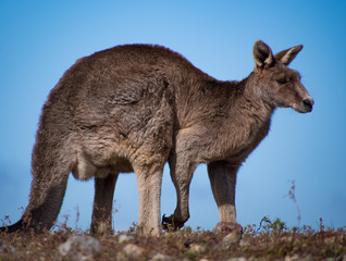Eastern Grey Kangaroo watching over the Mob