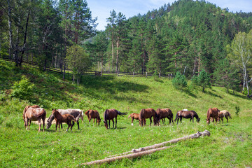 Fototapeta na wymiar brown horses eat grass on a summer day