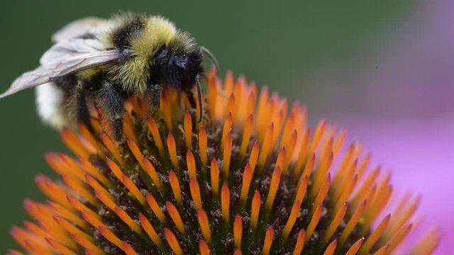 A bee collects nectar on a flower of echinacea