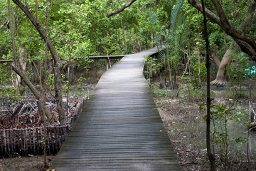 Wooden Walkway Mangrove forest.