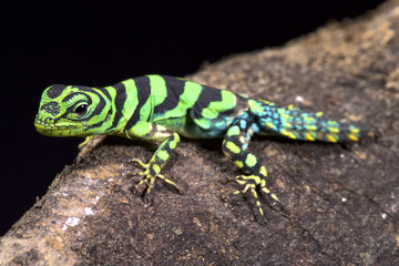 Naklejka premium Emerald thornytail iguana, Uracentron azureum werneri