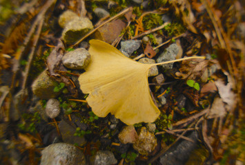 イチョウの接写