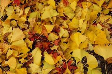 イチョウの落ち葉