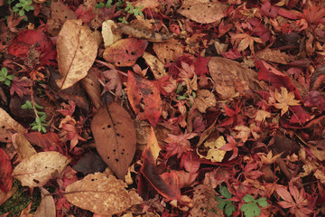 枯葉の落ち葉