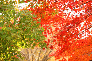 カエデの紅葉と緑葉