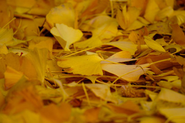 イチョウの落ち葉