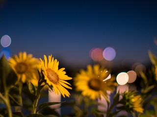 Sunflowers illuminated in urban city lights at night
