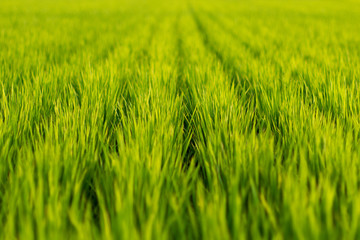 Green grass of rice field
