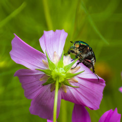 Beetle on a flower