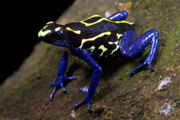 Dyeing dart frog, Dendrobates tinctorius 