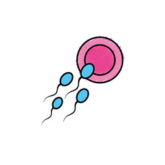 ovum with spermatozoon to biology fertilizacion procreation