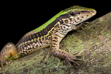 Giant ameiva, Ameiva ameiva