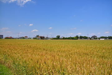 Wheat field in Japan