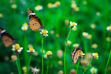 Closed up Butterfly feeding on flower grass (selective focus)