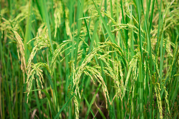 Green rice in Cultivated Agricultural Field Early Stage of Farming Plant Development (Selective Focus with Shallow Depth of Field)