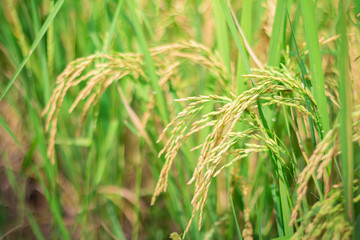 Green rice in Cultivated Agricultural Field Early Stage of Farming Plant Development (Selective Focus with Shallow Depth of Field)