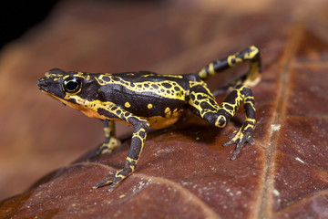 Stubfoot toad, Atelopus spumarius