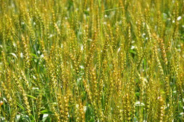 Wheat field in Japan