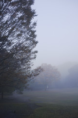 霧にむせぶ公園
