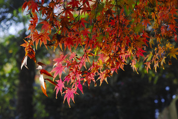 紅葉