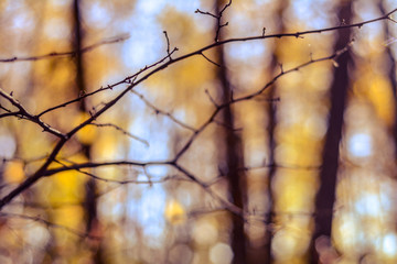 Mysterious autumn forest  branches