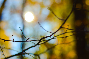 Fototapeta na wymiar Mysterious autumn forest branches
