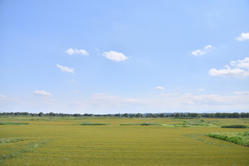 Fototapeta premium Wheat field in Japan