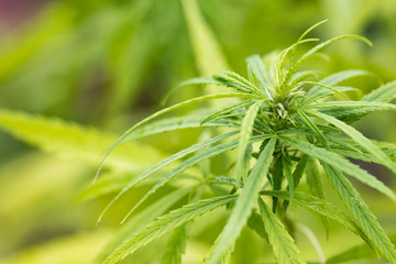 Marijuana Leaf with Marijuana young Plants in dark Background